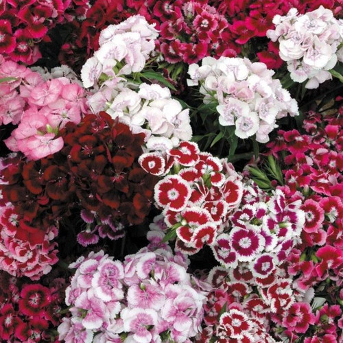 DIANTHUS BARBATUS 'AURICULA EYED MIX' seed image