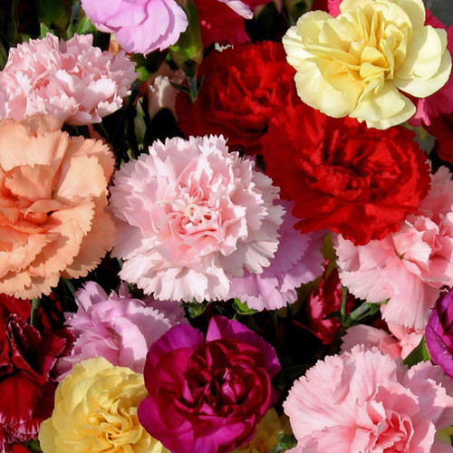DIANTHUS BARBATUS 'CROWN DOUBLE MIX' seed image