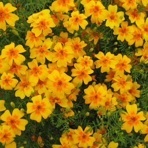 TAGETES TENUIFOLIA 'TANGERINE GEM' seed image