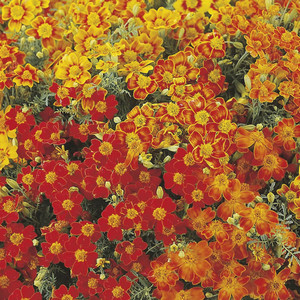 TAGETES TENUIFOLIA 'STARFIRE MIX' seed image