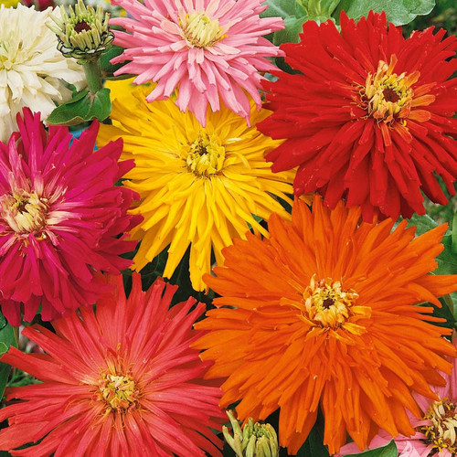 ZINNIA ELEGANS 'GIANT CACTUS FLOWERED MIX' seed image