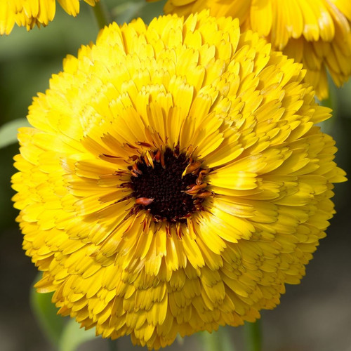 CALENDULA OFFICINALIS 'BULLS EYE' seed image