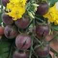 TOMATO PERUVIANUM seed image