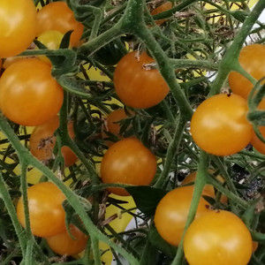 Tomato SWEET GOLD BUNCH yellow cherry tomatoes Ukraine 20 seeds D Farmer's dream 
