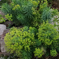 EUPHORBIA BLUE CUSHION seed image