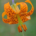 LILIUM COLUMBIANUM seed image