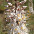 EREMURUS TIANSCHANICUS seed image