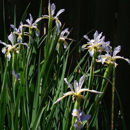 IRIS SPURIA MUSULMANICA seed image