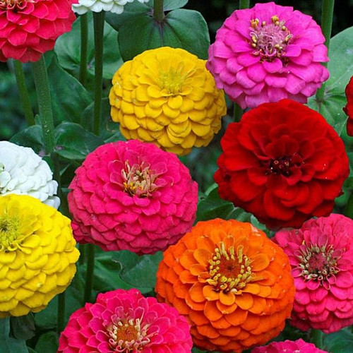 Zinnia Elegans Lilliput Mix Seeds (100 seeds) - Plant World Seeds