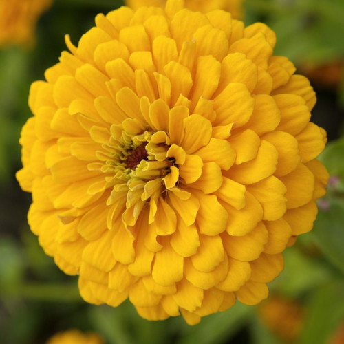 ZINNIA ELEGANS GOLDEN CROWN seed image