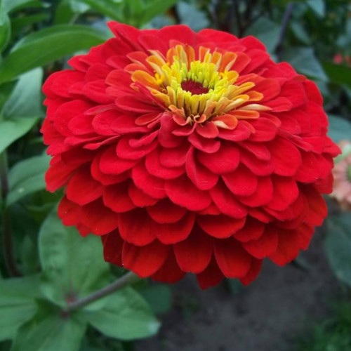 ZINNIA ELEGANS CHERRY QUEEN seed image