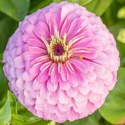 ZINNIA ELEGANS PINK PRINCESS seed image