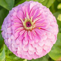 ZINNIA ELEGANS PINK PRINCESS seed image