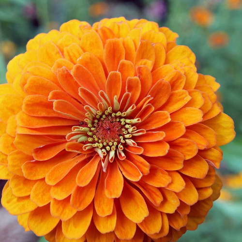 ZINNIA ELEGANS THE MANDARIN seed image