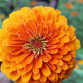 ZINNIA ELEGANS THE MANDARIN seed image