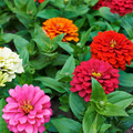 ZINNIA ELEGANS ROYAL MIXTURE seed image