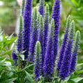VERONICA SPICATA seed image