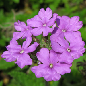 GLANDULARIA TENERA seed image