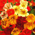 TROPAEOLUM MAJUS NANUM SINGLE MIX seed image