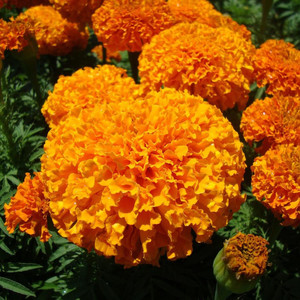 TAGETES ERECTA TANGERINE seed image