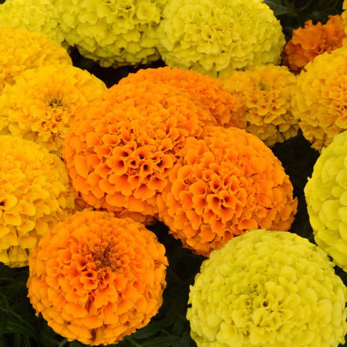 TAGETES ERECTA MIX seed image