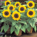SUNFLOWER DWARF YELLOW seed image