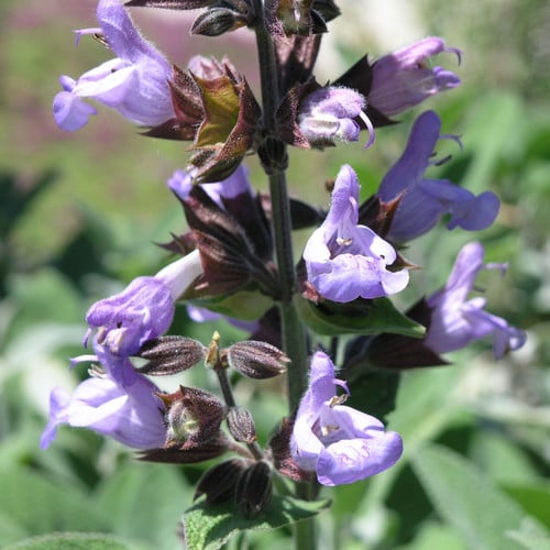 SALVIA MAROCCANA seed image