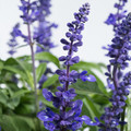 SALVIA FARINACEA DEEP BLUE seed image
