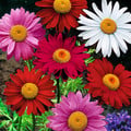 PYRETHRUM COCCINEUM MIX seed image