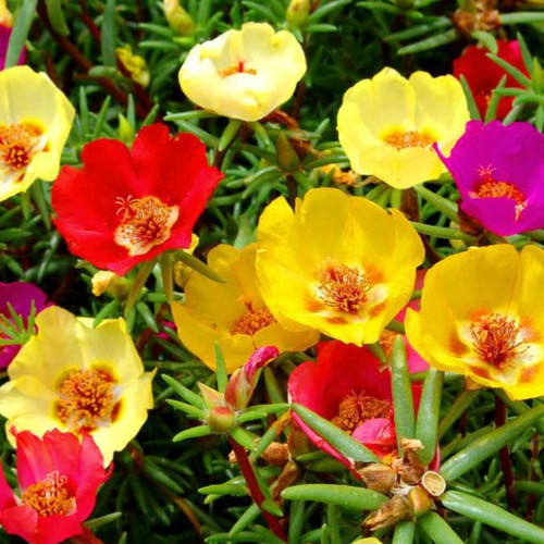 PORTULACA GRANDIFLORA SINGLE MIXED seed image