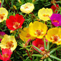 PORTULACA GRANDIFLORA SINGLE MIXED seed image
