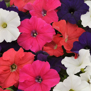 PETUNIA HYBRIDA MIX seed image