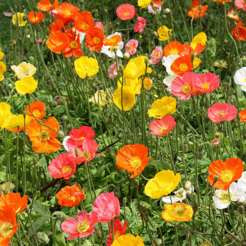PAPAVER NUDICAULE WONDERLAND MIX seed image