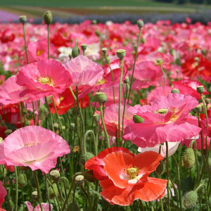 PAPAVER RHOEAS TUTTI FRUTTI MIX seed image