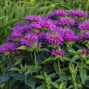 MONARDA DIDYMA PURPLE seed image