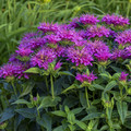 MONARDA DIDYMA PURPLE seed image