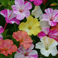 MIRABILIS JALAPA MIX seed image