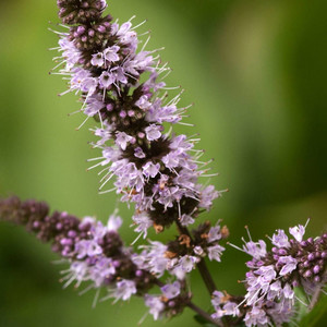 MENTHA SPICATA seed image