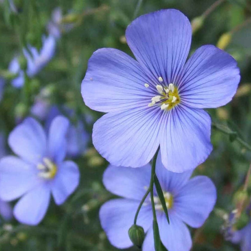 Linum Perenne Seeds (300 seeds) (perennial flax,blue flax, lint bells,  prairie flax) - Plant World Seeds