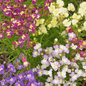 LINARIA MAROCCANA MIX seed image