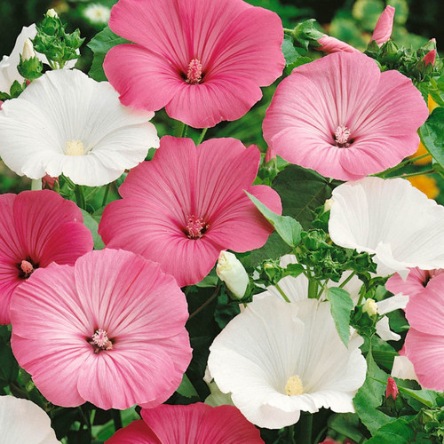 LAVATERA TRIMESTRIS MIX seed image