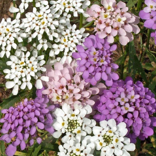 IBERIS UMBELLATA CANDYSHOP MIX seed image
