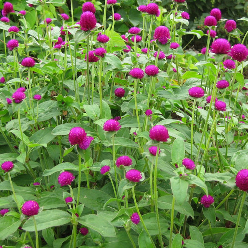 GOMPHRENA GLOBOSA RIBENA RUFFLES seed image