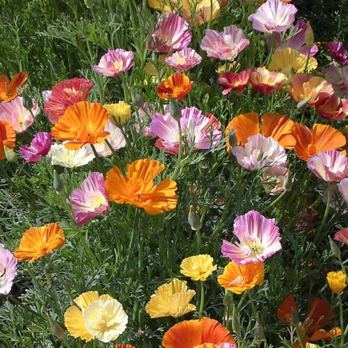 ESCHSCHOLZIA CALIFORNICA FRUIT PASTEL MIX seed image