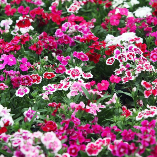 DIANTHUS CHINENSIS MIX seed image