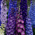 DELPHINIUM AJACIS MIX seed image