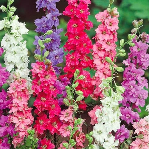 DELPHINIUM AJACIS DWARF MIX seed image