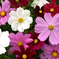 COSMOS BIPINNATUS FAIRY TALE DWARF MIX seed image