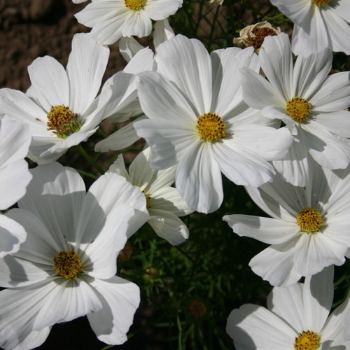 COSMOS BIPINNATUS ANGEL WINGS seed image