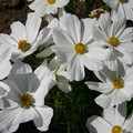 COSMOS BIPINNATUS ANGEL WINGS seed image
